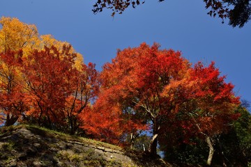 三島公園の紅葉