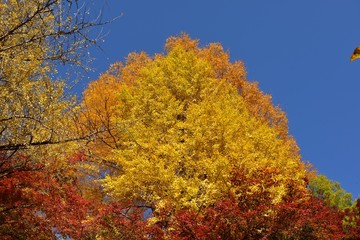 三島公園の紅葉