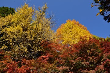 三島公園の紅葉