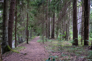 Obraz premium dirt road in clean pine tree forest