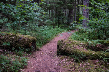 Obraz premium dirt road in clean pine tree forest