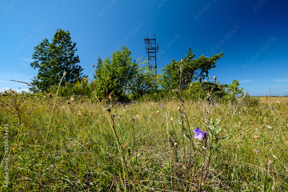 Wall mural sunny meadow with different flowers in summer day