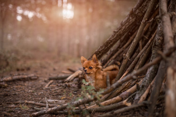 dog in the forest