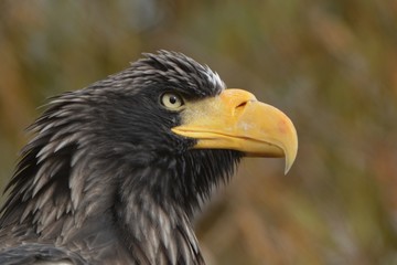 Stellar Sea Eagle