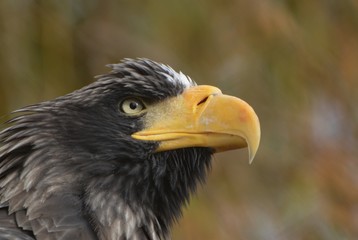 Obraz premium Stellar Sea Eagle