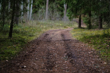 dirt road in clean pine tree forest