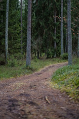 Obraz premium dirt road in clean pine tree forest