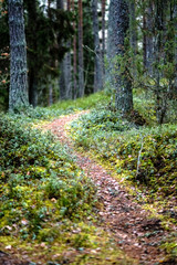 Obraz premium dirt road in clean pine tree forest