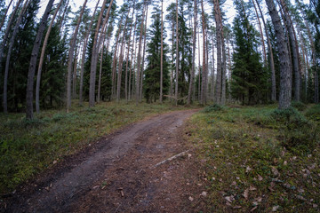 Obraz premium dirt road in clean pine tree forest