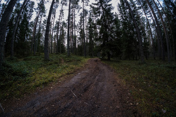 dirt road in clean pine tree forest
