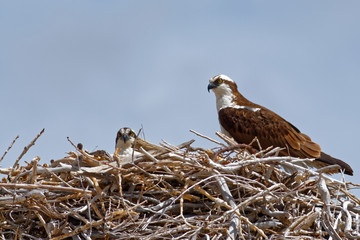 Osprey Parents