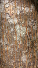 texture of bark of an old tree