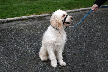 Big white dog for a walk.