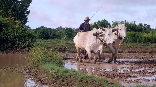 close up of farmer plowing paddy field with a couple of zebus