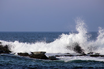 Naklejka premium Harbor seals hauling out in Monterey Bay with crashing waves