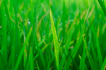 Fototapeta na wymiar closeup shot background image of green grass with dew in the morning
