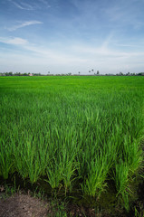 Rural area view surrounding with beautiful landscape of green paddy rice field