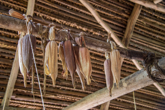 hojas de maiz colgadas en enramada de palma rustico, comida org&aacute;nica