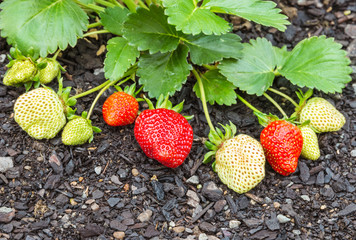 detail of a strawberry plant with ripe and unripe strawberries growing in organic garden