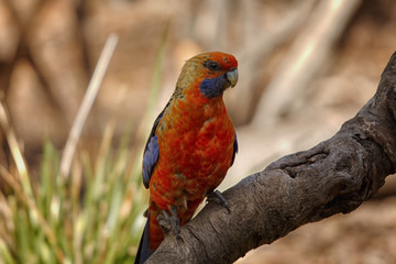 Adelaide Rosella
