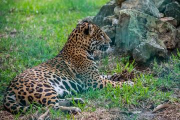 Leopardo en el campo, naturaleza al aire libre © ClicksdeMexico