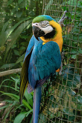 Macaw