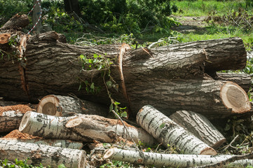 Fototapeta na wymiar Large old poplar tree chopped and cut into pieces closeup in sunny day