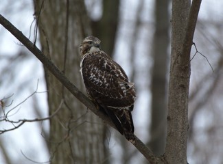 Red Tail Hawk