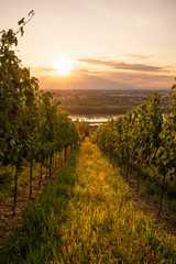 A vineyard near Vienna at sunrise