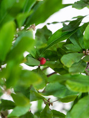 Fototapeta premium 観葉植物