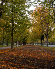 Autumn leaves on the Prater Hauptallee in Vienna