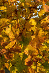The leaves of a vine in autumn in the morning sunlight