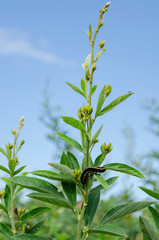 Caterpillar Eating Pigeon Peas Plant Leaf