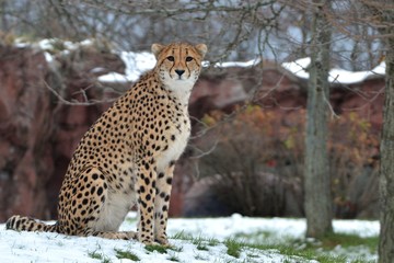 Fototapeta na wymiar Cheetah at zoo
