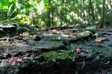 Jungle view at Mexico