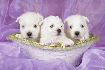 West highland white terrier puppies on violet background