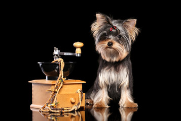 Yorkshire Terrier puppy on black background