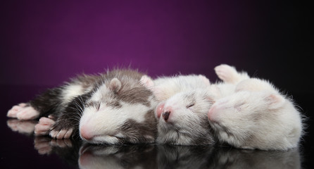 Ferret puppies sleeping on violet background