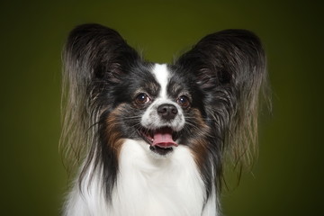 Papillon dog on dark yellow background
