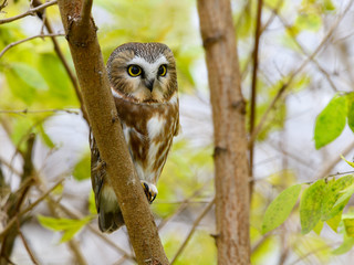 Northern Saw-whet Owl Portrait in Fall