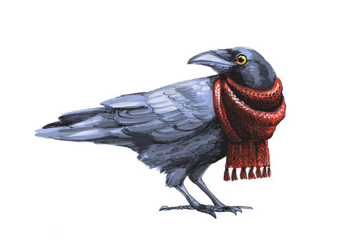 Black Crow Sketch In Red Knitted Scarf