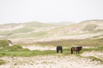 Sable Island Wild Horses