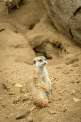 Meerkat