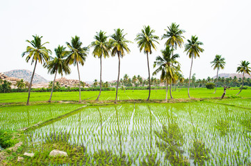 Fototapeta premium Beautiful palm trees reflected by the water in the green rice fields. Hampi, Karnataka, India.
