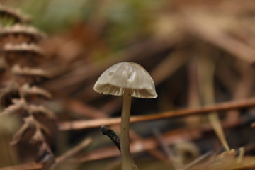 Cogumelo