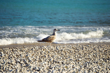 Bird walking on a Mediterranean pebble beach