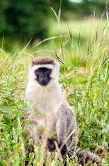 Baboons sitting in the forest of Kenya