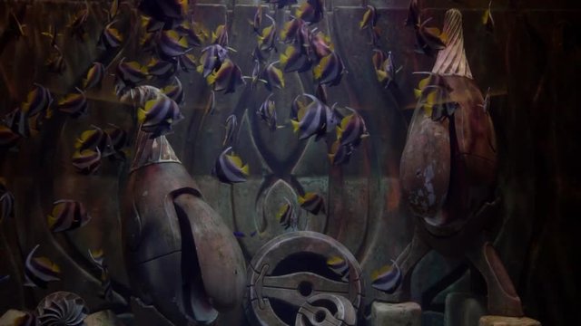 hermosos peces 
