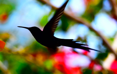 hummingbird silhouette - Powered by Adobe