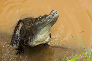 crocodile in water